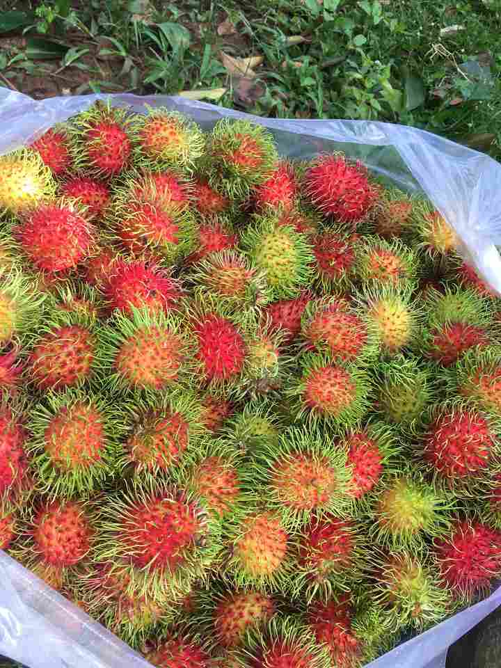 chôm chôm thái