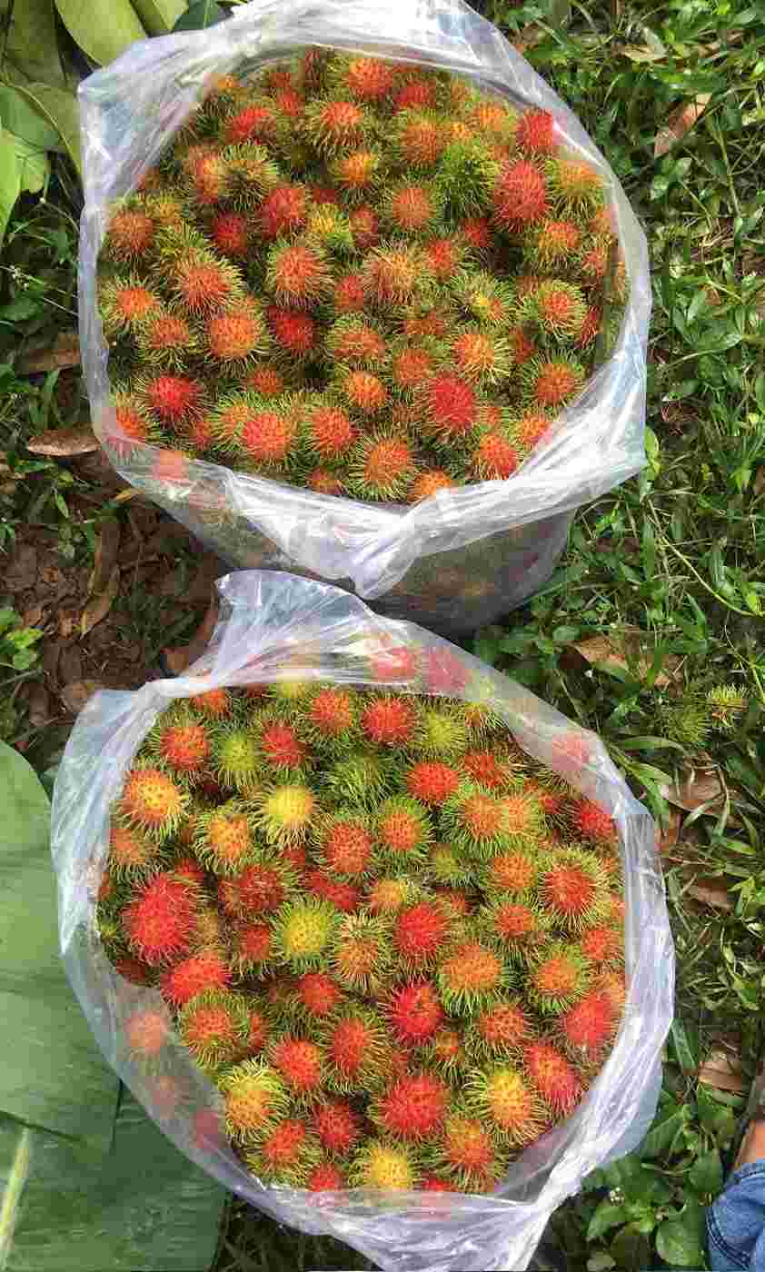chôm chôm thái