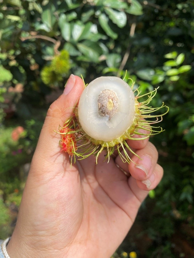 chom-chom-thai-3