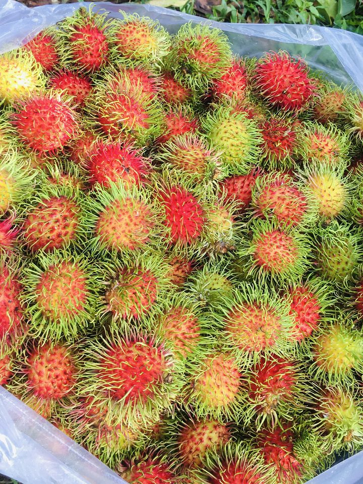 chôm chôm thái