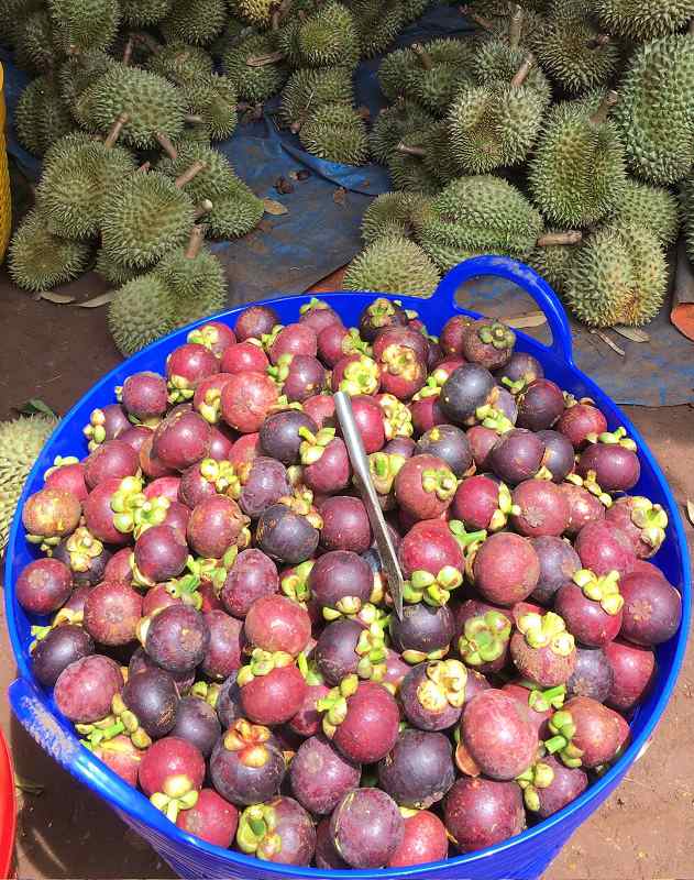 mang-cut (5) măng cụt long khánh