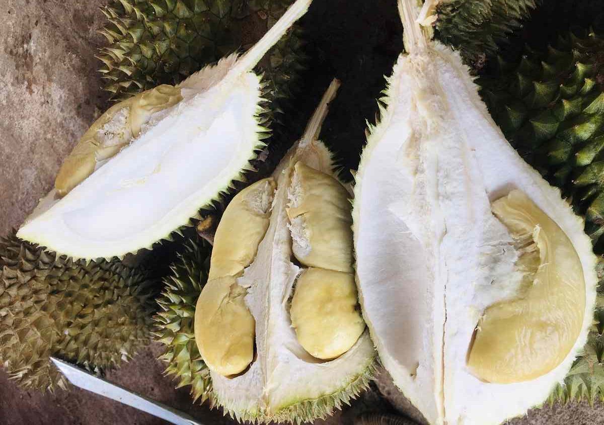 sau-rieng-sua