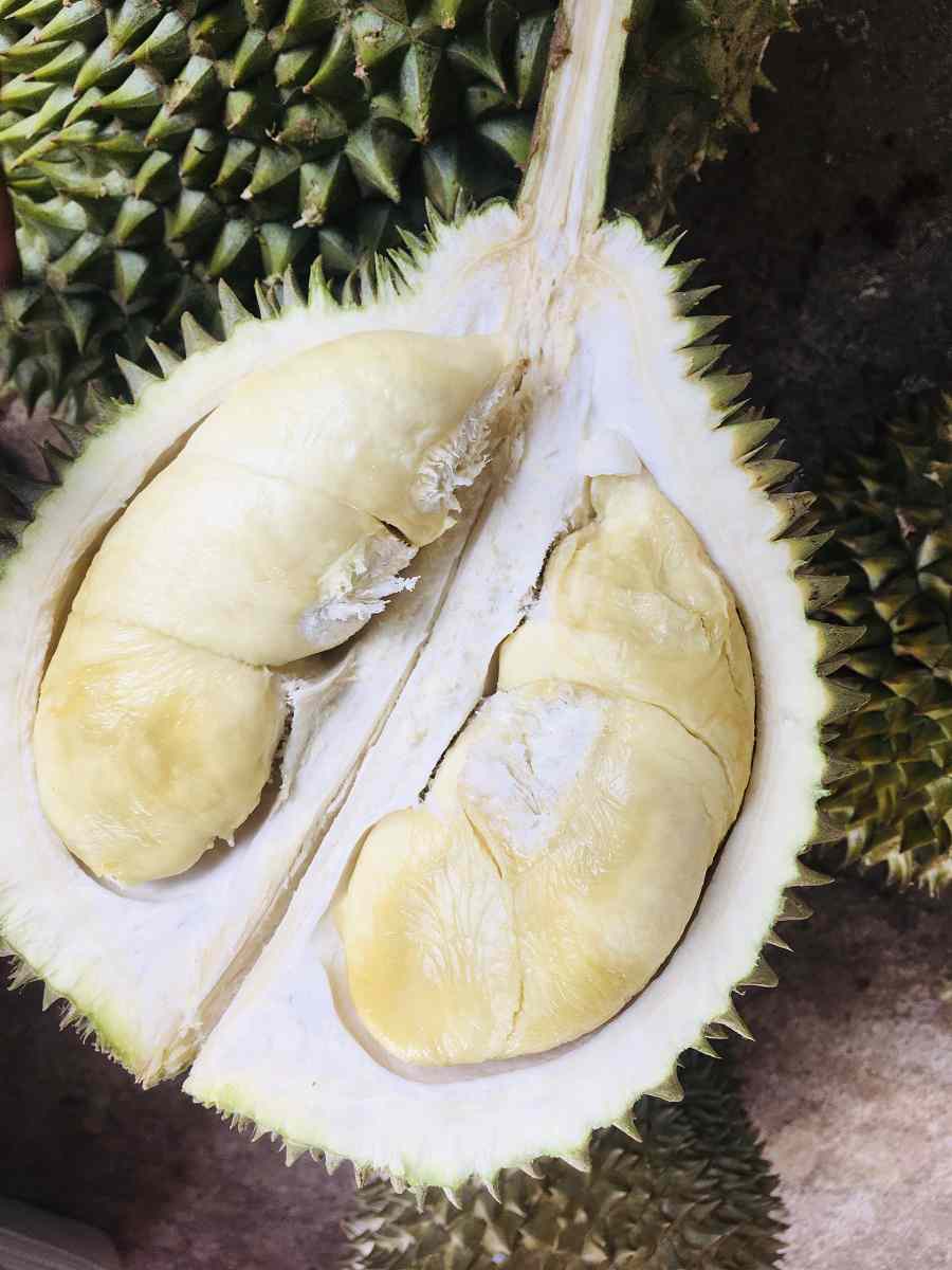sầu riêng sữa