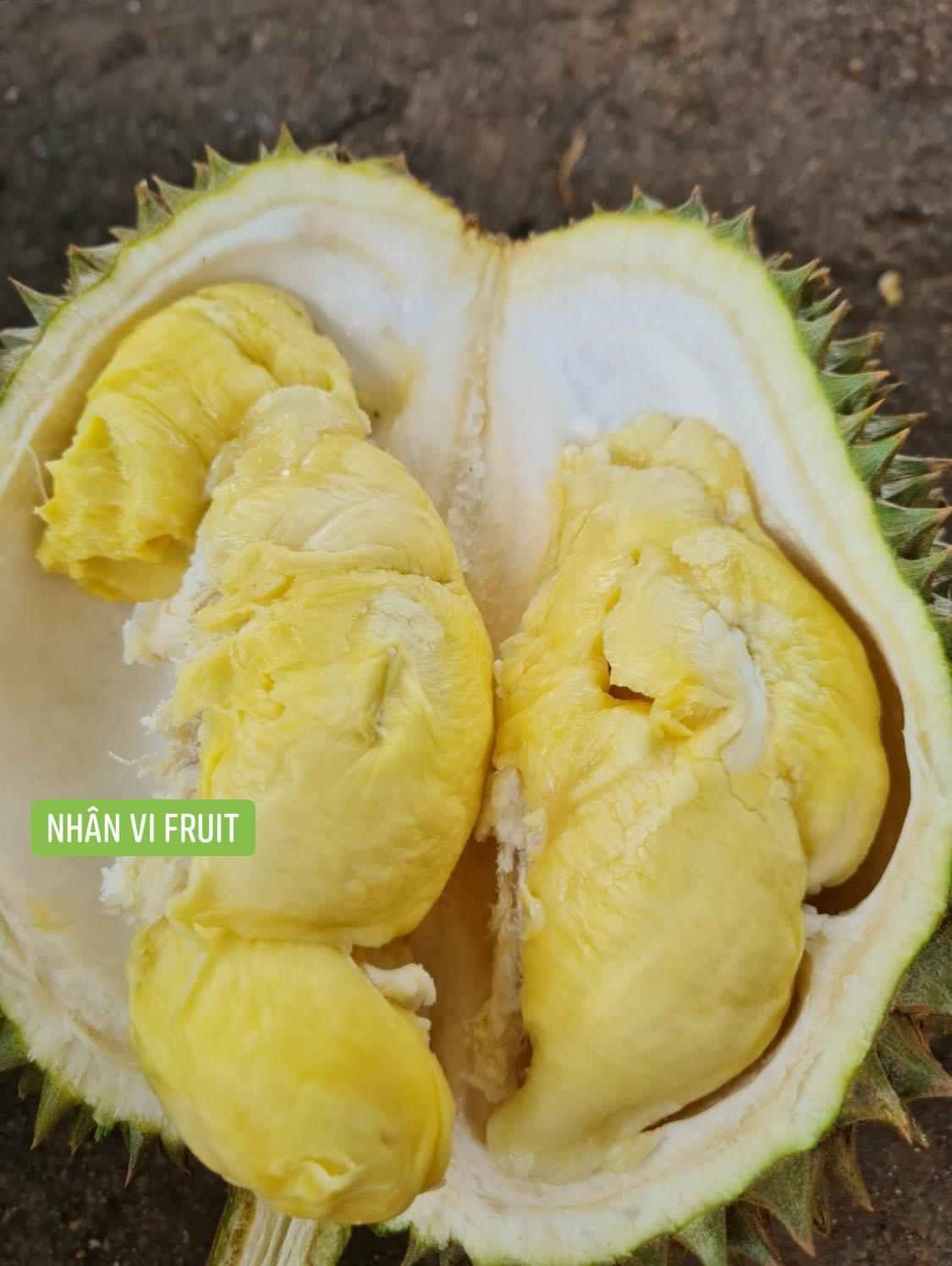 sầu riêng sữa