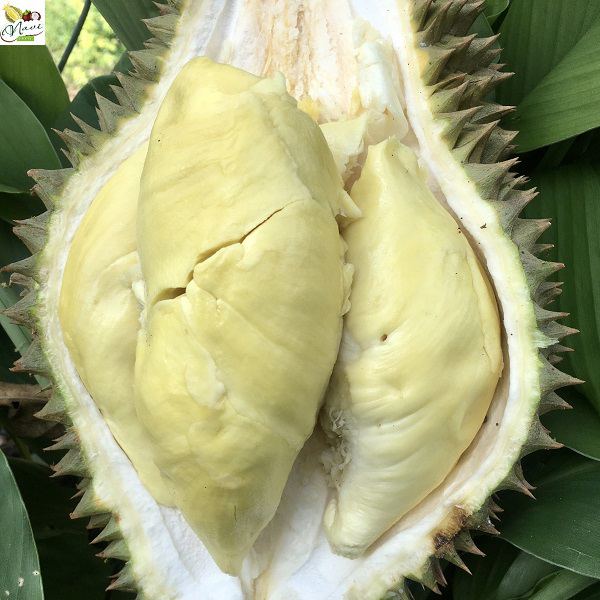 sầu riêng thái monthong sầu riêng thái monthong