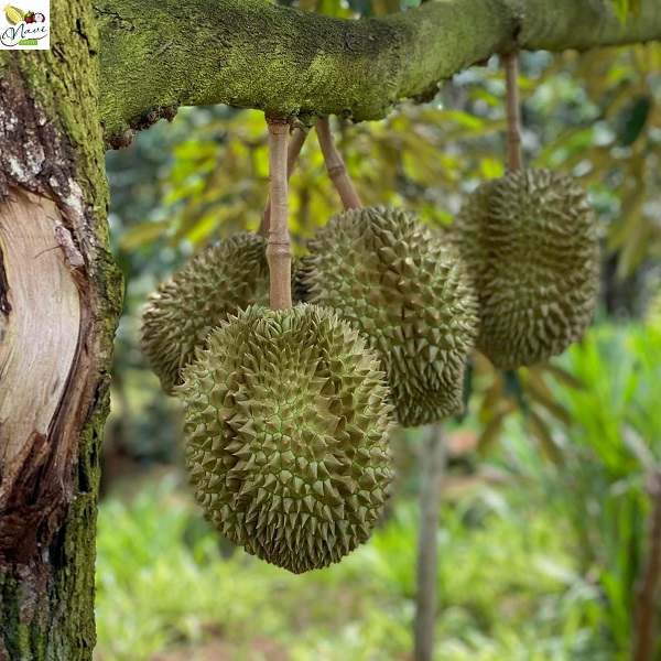 sầu riêng thái sầu riêng thái monthong