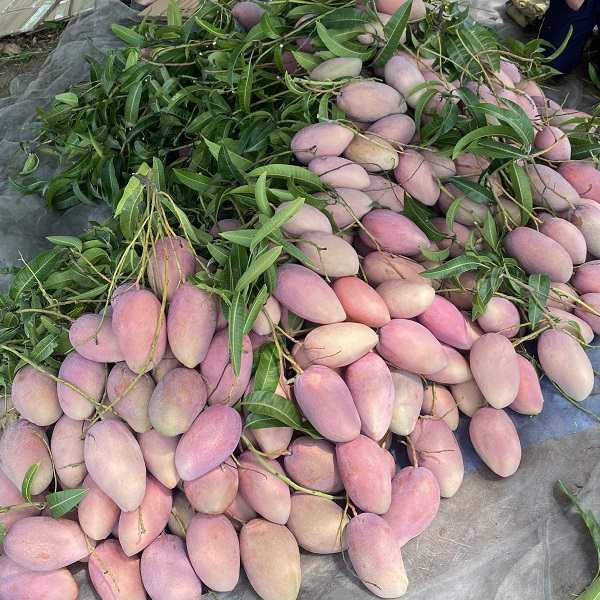 xoài đài loan đỏ xoài đài loan đỏ