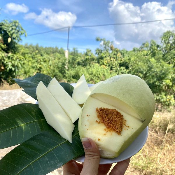 xoài đài loan vàng xoài đài loan vàng