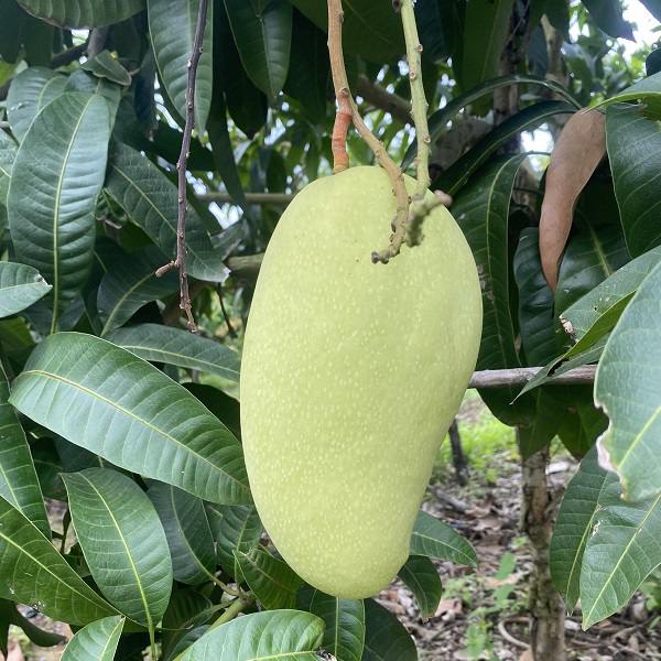 xoài đài loan vàng xoài đài loan vàng