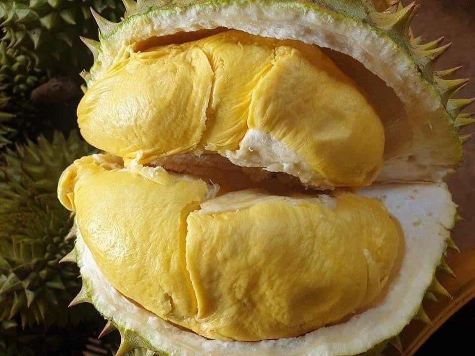 cơm sầu riêng chín hóa cơm sầu riêng chín hóa